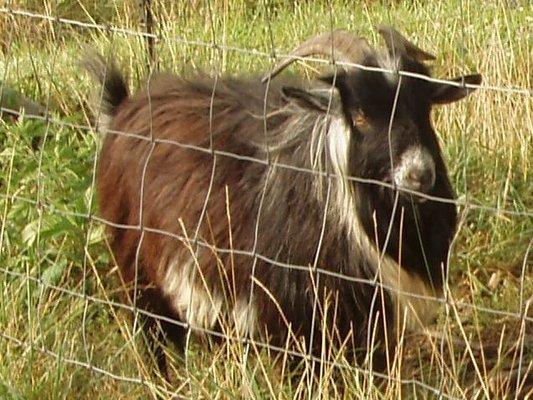 Goat William in his fenced yard.