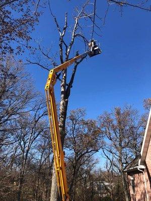 Tree removal