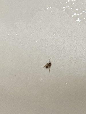 That's my shower roach buddy