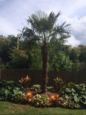 Cold Hardy Palm