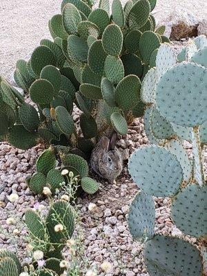 Bunny in the Nopales.