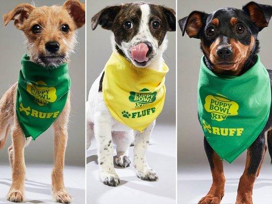 Puppy Bowl XIV