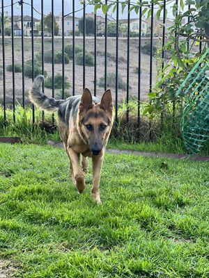 German Shepherd