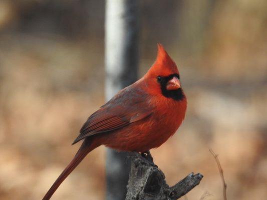 Cardinal