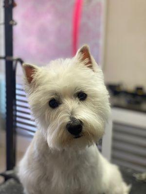 A beautiful Westie named Molly!