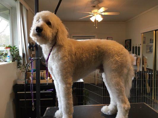 Beautiful Goldendoodle