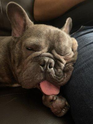 Our frenchie cozied up to his dog-father with a squished face and tounge hanging out.