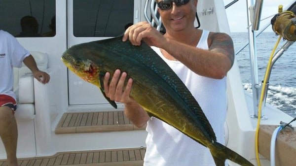 Nice dolphin/mahi mahi