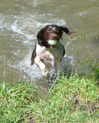 My dog Che swimming at Doggone Farm.