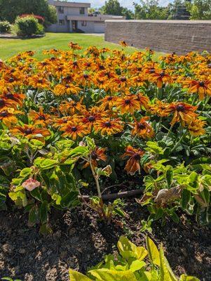 The outside beautiful flowers outside of the library