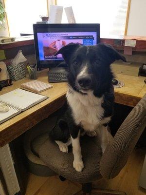 Meet Koda! Our Office pup