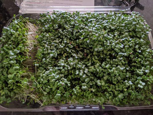 Broccoli sprouts -- 4 pack