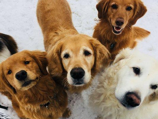 Golden day at Under One Woof daycare!