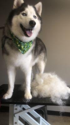 Husky Deshed