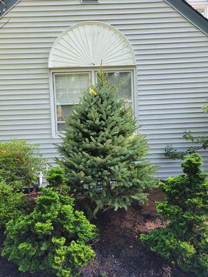 Big tree plant