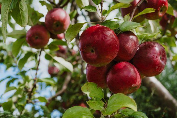 Apples at Ski-Hi