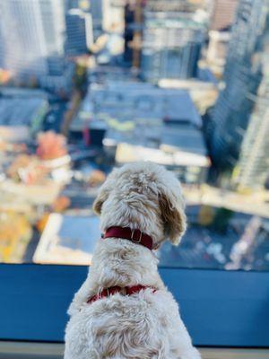 Baci loves his new view!