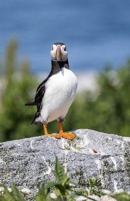 DownEast Puffin