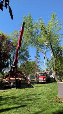 Busy Beavers Tree Service & More