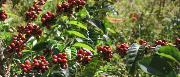 Columbia Honey Process Buenos Aires Gesha coffee shrub cherries