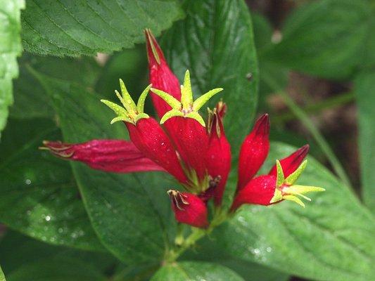 Indian pink (Spigelia marilandica)