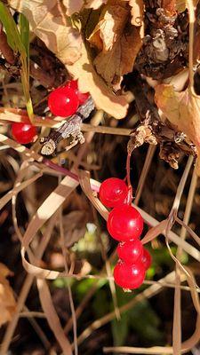 Post first snowfall remnant currants