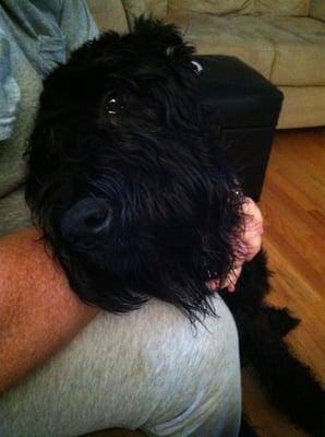 Sadie relaxing at home after her bath!