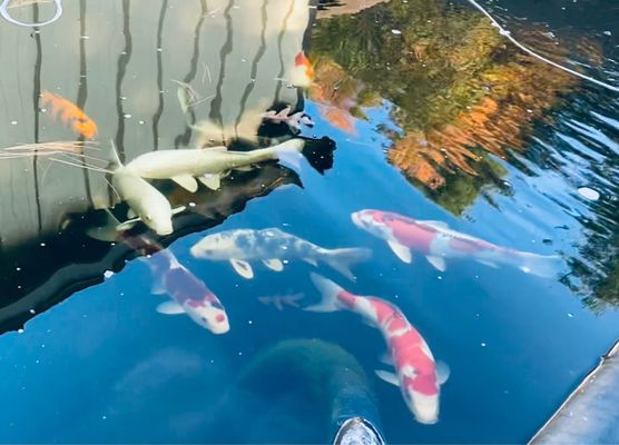 Large koi