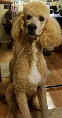 Jasper after his grooming at Bark N Bubbles