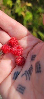 Fall raspberries