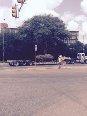 Live Oaks Installation: