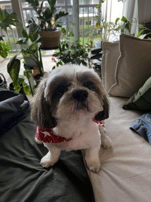 Shih Tzu/Lhasa Apso