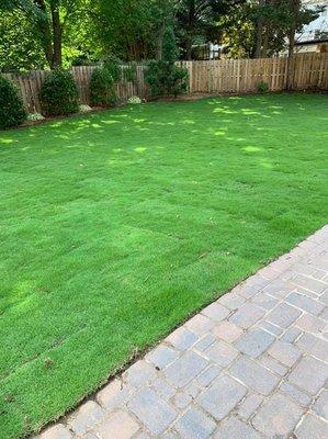 Zoysia sod installation