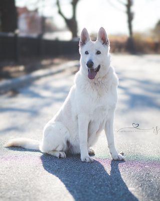 A Swiss shepherd in Greensboro NC for a pet session