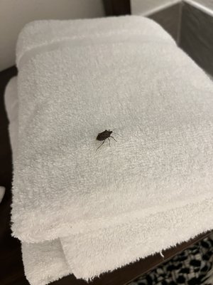 Bugs on towels