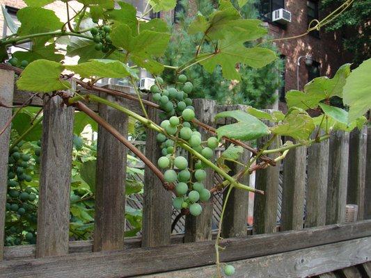 Grapes growing in courtyard of Park Terrace Gardens.