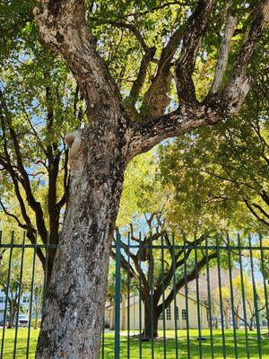 The trees are old and beautiful.