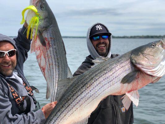 Striped Bass on The Long Island Sound.