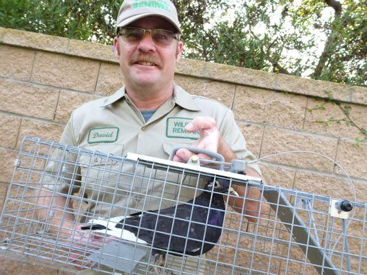 Attic Animal Pest Charleston