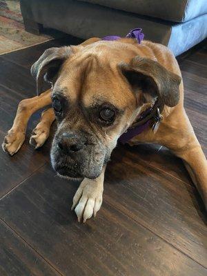 Monte Carlo, our almost 14-year-old boxer. He's the sweetest dog on the planet.