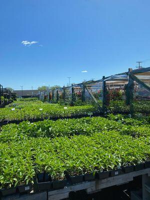 Some of our vegetable section!