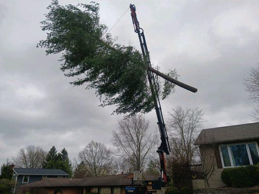 Crane lifting removed pine tree