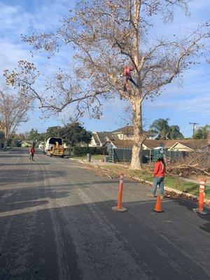 Removing tree