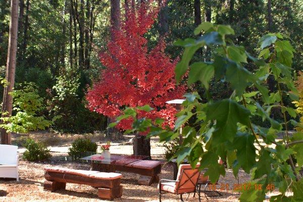 Fall Colors at the Glass Top Picnic Table