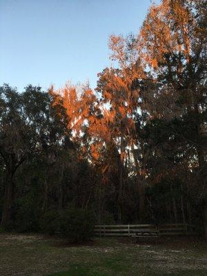 Sunset on the mossy oaks