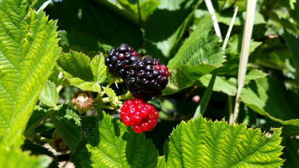 Blackberries