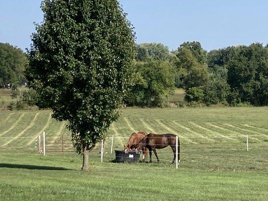 Pasture and hay fields