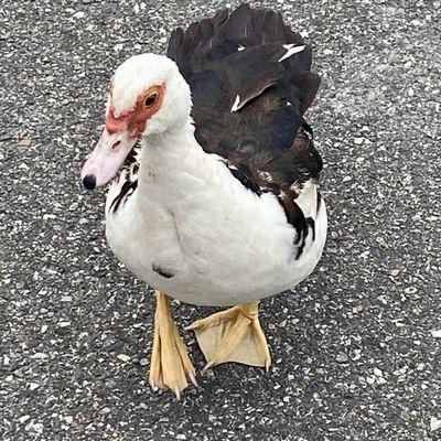 The Official Greeter in the Parking Lot