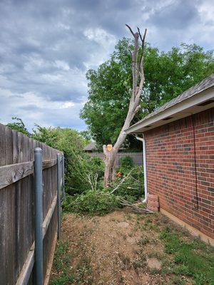 Trimmed away from house and fence. Almost finished.