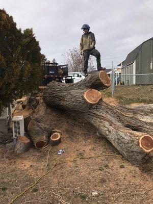 Siberian Elm removal